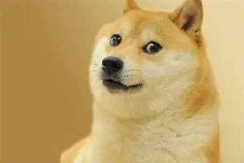 Doge表情包原型柴犬患白血病和肝病 医生：情况危险