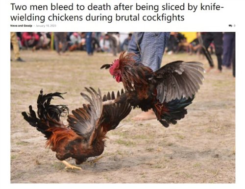 印度斗鸡活动现场出意外 一天内公鸡受惊误杀两人