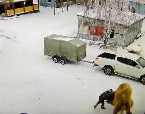 俄罗斯男子殴打骆驼被撕咬拖行身亡 决不能随便招惹