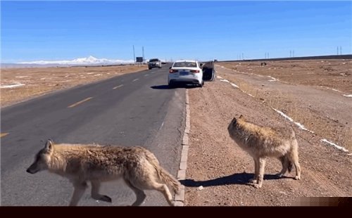 自驾游遇两条“狗” 女子下车拍照被喊话：这是狼！