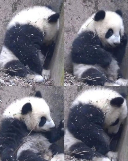 基地回应大熊猫福菀被游客泼水：目前大熊猫状态稳定 未查到泼水者