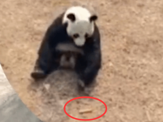 园方回应游客给大熊猫投喂带包装火腿肠：很气愤！