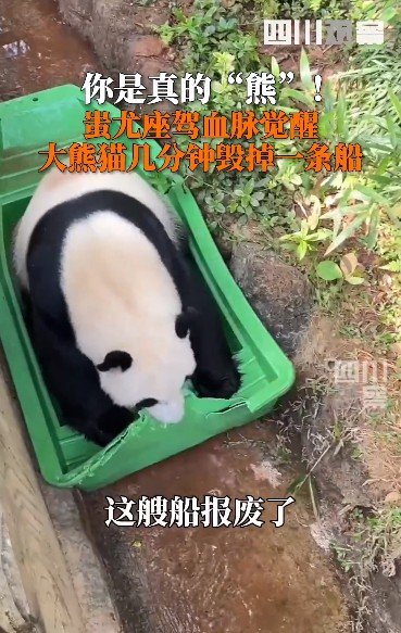 别把熊猫不当熊！几分钟就能捣毁一条小船 网友：不愧为蚩尤座驾