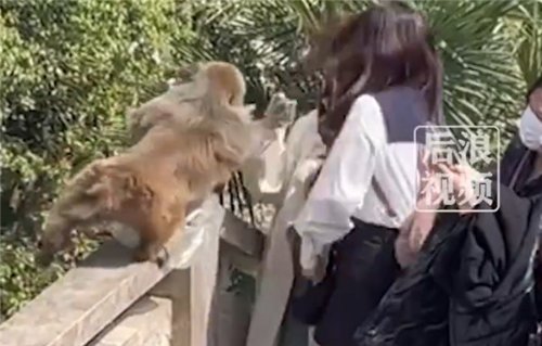女子给猴子喂食遭掌掴 景区回应：打疫苗可理赔