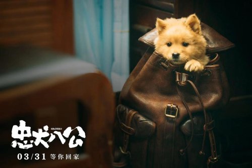 馮小剛《忠犬八公》票房突破5000萬！豆瓣漲至8.2