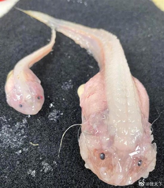日本8336米深海发现怪鱼：上岸就融化成“果冻状”