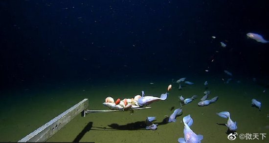 日本8336米深海发现怪鱼：上岸就融化成“果冻状”|游民星空