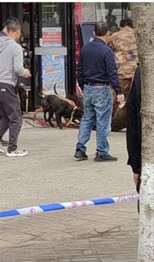 野猪闯进彩票店被5只猎犬制服:半小时解决 无人受伤