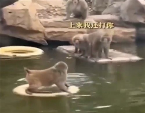 南京网红暴猴遭霸凌长期水上漂：不肯向猴王认输