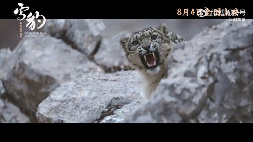 Wildlands: Ultimate Trailer of Snow Leopard and Her Friends, Premiering on August 4th