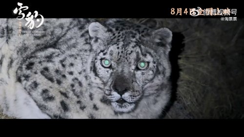 Wildlands: Ultimate Trailer of Snow Leopard and Her Friends, Premiering on August 4th