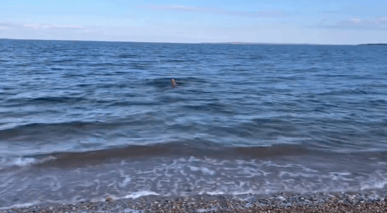 "Wolf Uncle" Tough Guy! Hugh Jackman Welcomes the New Year with Ice Swimming