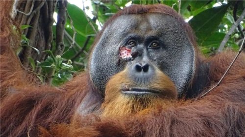 红毛猩猩自制草药敷伤口 一个月后自愈！网友：动物也懂中医？