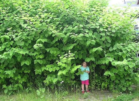 必赢平台日本植物入侵美国 当地房价暴跌：在中国却是美味(图1)