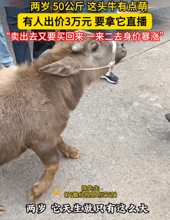 云南丽江现2岁“袖珍牛”：买家高价购入只为当宠物