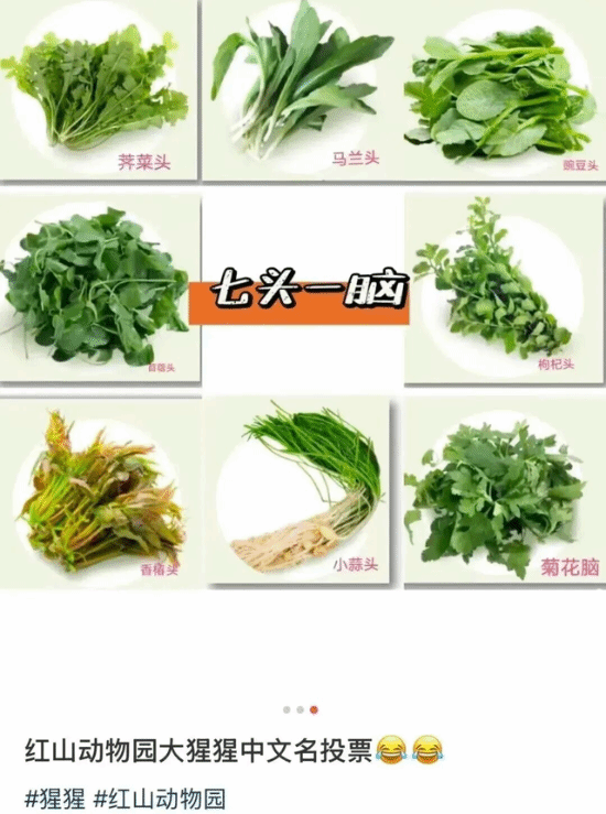 红山动物园是野生的吗，红山动物园近况