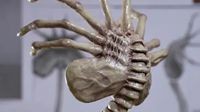 从异形到蔑视：恶心又迷人的生物机械