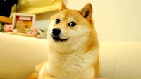 那只活在表情包里的柴犬doge 现在又进化了？