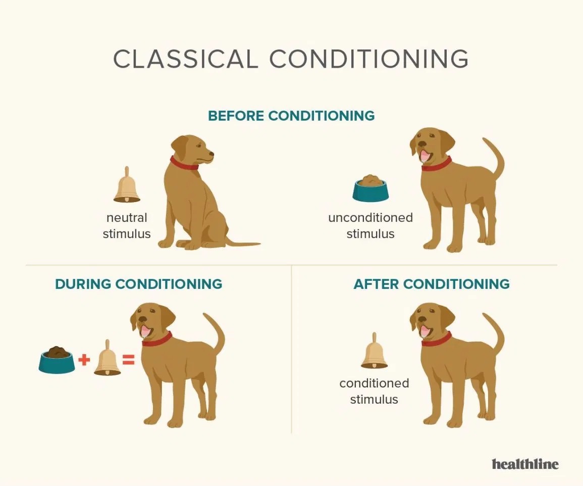 ivan-pavlov-s-classical-conditioning-theory-made-simple