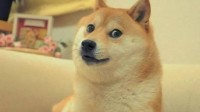 柴犬为什么总是被卡住狗头？