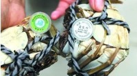 39块的玩意儿涨到好几万，是名副其实还是有人炒作？