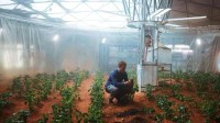 用二氧化碳合成淀粉,中国科学家靠这技术霸榜!