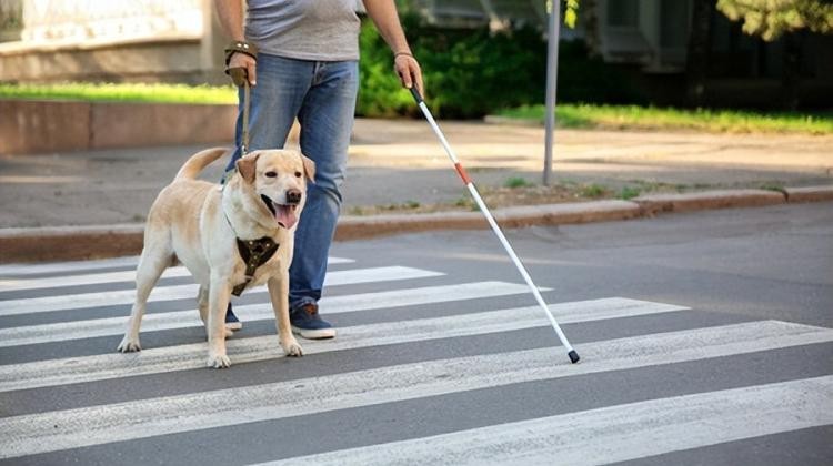 用了上百年的导盲犬，被网友们喷成了一场骗局_百家争鸣|游民星空