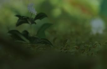 【分享壁纸第78期】：萝莉有三好