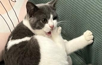 喵星冷知识：对猫毛过敏 还能不能养猫？